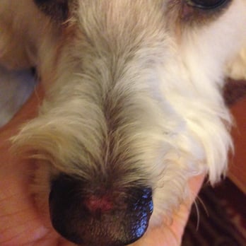Country Kennels - Our dog's scratched nose. It's still raw a week later. - Pet Sitting Near Me - Canon City, Colorado Country Kennels - Our dog's scratched nose. It's still raw a week later. - Pet Sitting Near Me - Canon City, Colorado