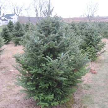 Majestic Tree Farm - Trees over the years - Nurseries & Gardening Near Me - Selkirk, New York