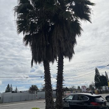 STC Tree Care - Before picture of the palm trees - Tree Services Near Me - Sacramento, California