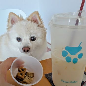 Pawfect Drinks - Jasmine Milk Tea and dog treats from the store :) - Bubble Tea Near Me - San Gabriel, California