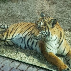 Zoo Halle - Tiger