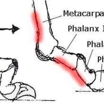Paws, Claws & More by Jean - The inflammation that overgrown claws can create on the digits vs. proper length. - Pet Services Near Me Paws, Claws & More by Jean - The inflammation that overgrown claws can create on the digits vs. proper length. - Pet Services Near Me