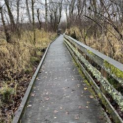 Bridges over the wetlands