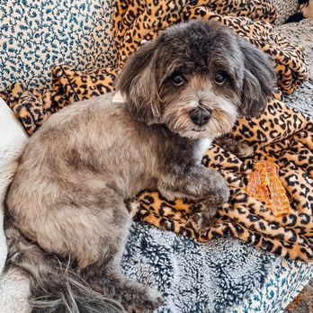 Jenny Sue's Pet Grooming - We love our new groomer - Pet Groomers Near Me - Conroe, Texas Jenny Sue's Pet Grooming - We love our new groomer - Pet Groomers Near Me - Conroe, Texas