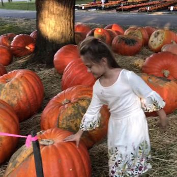 Awald's Giant Pumpkin Farm - Pumpkin Patches Near Me - North Collins, New York Awald's Giant Pumpkin Farm - Pumpkin Patches Near Me - North Collins, New York