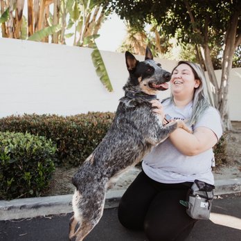 Surfside Dog Academy - Pet Training Near Me Surfside Dog Academy - Pet Training Near Me
