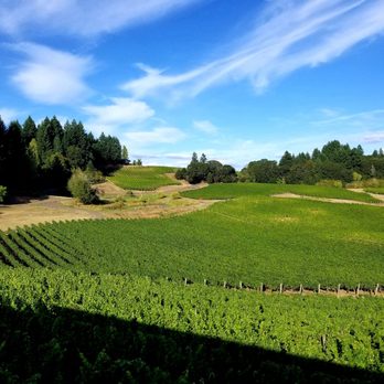 Elk Cove Vineyards - Gorgeous day at Elk Cove Vineyards - Wineries Near Me - Gaston, Oregon Elk Cove Vineyards - Gorgeous day at Elk Cove Vineyards - Wineries Near Me - Gaston, Oregon