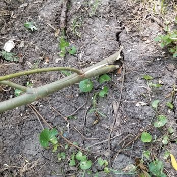 Rice Tree Service - Broken off of my tree. - Tree Services Near Me - Fisher, Illinois Rice Tree Service - Broken off of my tree. - Tree Services Near Me - Fisher, Illinois