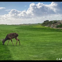 There are a lot of deers There are a lot of deers