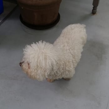 Two Hands Four Paws - This is Lily, the spa dog - Veterinarians Near Me - Los Angeles, California Two Hands Four Paws - This is Lily, the spa dog - Veterinarians Near Me - Los Angeles, California