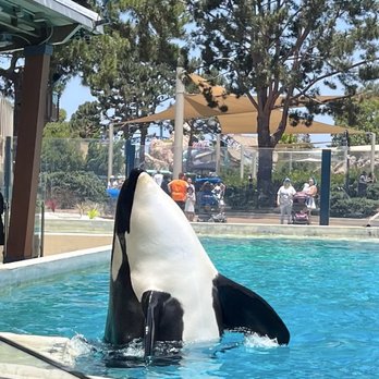 Dine With Orcas - A photo of one of the orcas in the tank while we sat and ate lunch. - Buffets Near Me - San Diego, California Dine With Orcas - A photo of one of the orcas in the tank while we sat and ate lunch. - Buffets Near Me - San Diego, California