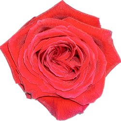 Charming Spa - A rose for the masseuse
