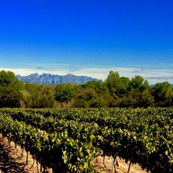 Bodega Guilera