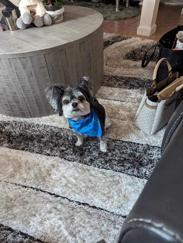 AT YOUR BARK AND CALL Updated September 2024 7 Hampshire St, Derry, New Hampshire Pet