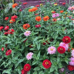 Thomas Bull Memorial Park - Zinnias