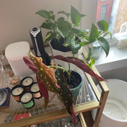 The Old Yew Plant Shop - Polka dot begonia, another pothos