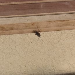 Bugs Bugs