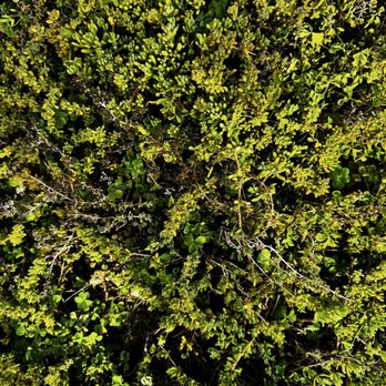 Escondido's Best Tree Service - Tree Services Near Me Escondido's Best Tree Service - Tree Services Near Me