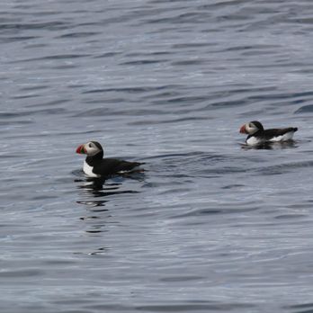 Cap'n Fish's Cruises - Posing Puffins! - Boat Charters Near Me - Boothbay Harbor, Maine