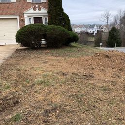 After - 3+ story tree we had removed.