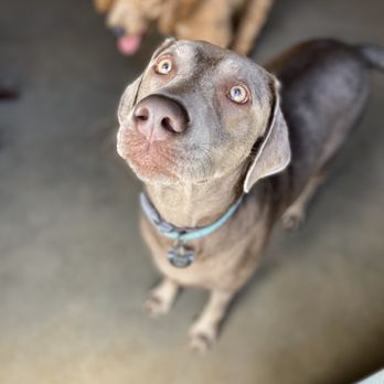 Camp Bow Wow - Pet Groomers Near Me - Sugar Land, Texas