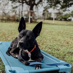 ATX K9