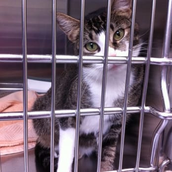 Pasadena Humane - Please adopt!  A367482 - Animal Shelters Near Me - Pasadena, California
