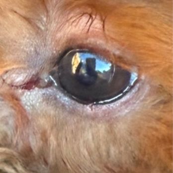 Camp Bow Wow - Ripped eyelid - Pet Boarding Near Me - Phoenix, Arizona Camp Bow Wow - Ripped eyelid - Pet Boarding Near Me - Phoenix, Arizona