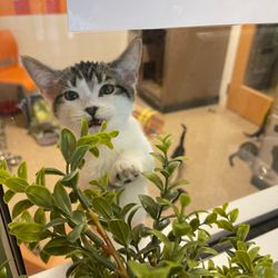 Bernalillo County Animal Care & Resource Center - Furry friends