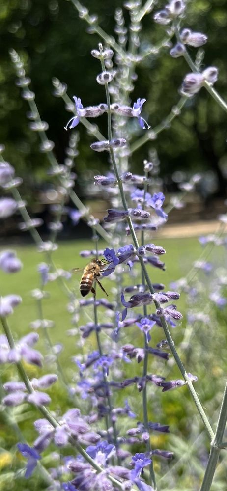 The Rose Gardens of Farmers Branch