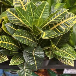 Lowe's Home Improvement - Croton Petra