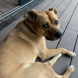 Cervecería Media Perra - Sweet pup