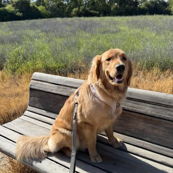 Paws 'N' Pals - This sweetheart Cora who loves her walks and drop in visits with Paws N Pals - Dog Walkers Near Me Paws 'N' Pals - This sweetheart Cora who loves her walks and drop in visits with Paws N Pals - Dog Walkers Near Me