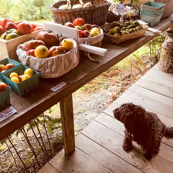 Lum Farm - Toby the shopdog is always ready to welcome you at the farmstand. - Attraction Farms Near Me - Eastsound, Washington