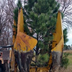 Trees On The Move - Beautiful 25 foot Ponderosa Pine