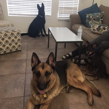 Bark Busters Home Dog Training Phoenix-Goodyear - Pet Training Near Me Bark Busters Home Dog Training Phoenix-Goodyear - Pet Training Near Me
