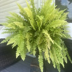 Sunshine Grow Shop