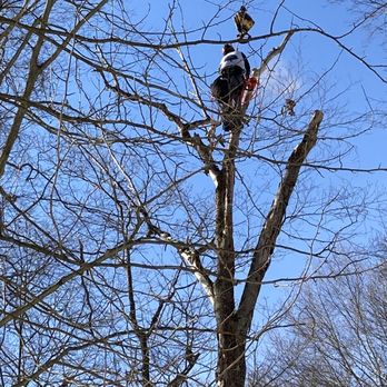 Odd Job The Tree Specialist - Tree Services Near Me - Edinboro, Pennsylvania Odd Job The Tree Specialist - Tree Services Near Me - Edinboro, Pennsylvania