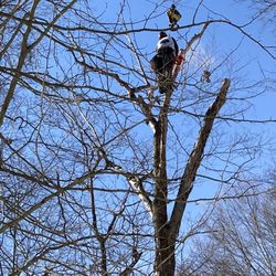 Odd Job The Tree Specialist