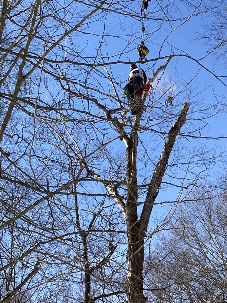 ODD JOB THE TREE SPECIALIST Updated October 2024 30 Photos 10