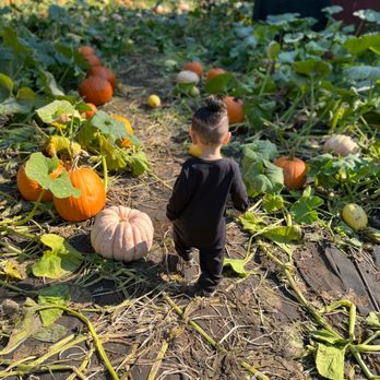 Fairbank Animal Farm - Pumpkin area - Farmers Market Near Me - Edmonds, Washington