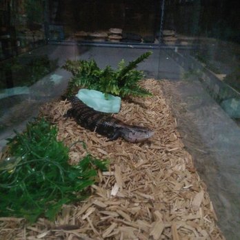 Painted Reptile - Reptile Shops Near Me - Tarzana, California Painted Reptile - Reptile Shops Near Me - Tarzana, California