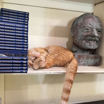 Ernest Hemingway Home - Cat in the gift shop! - Museums Near Me - Key West, Florida Ernest Hemingway Home - Cat in the gift shop! - Museums Near Me - Key West, Florida