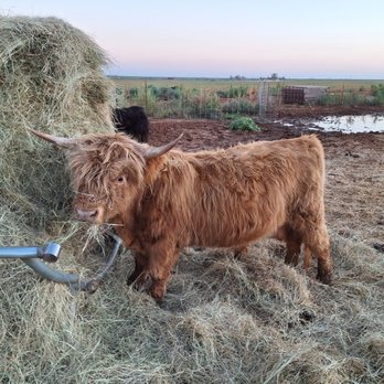 SkyGardens Flower Farm - Highland cow. - Flowers & Gifts Near Me - Levelland, Texas