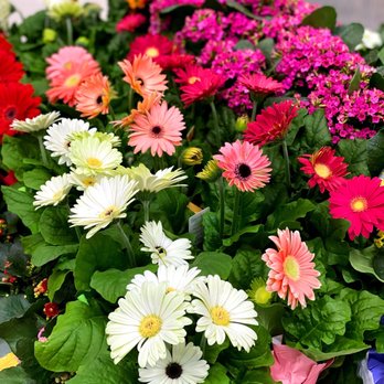 Meijer - a variety of colorful flowers on display - Department Stores Near Me - Canton, Michigan