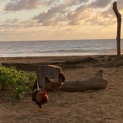 Kumu Camp - Sunrise