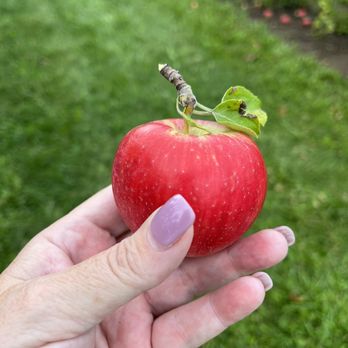 Stade's Farm & Market - Delicious apples! - Farmers Market Near Me - McHenry, Illinois Stade's Farm & Market - Delicious apples! - Farmers Market Near Me - McHenry, Illinois