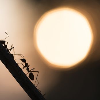 G & G Exterminating Service - Pest Control Near Me G & G Exterminating Service - Pest Control Near Me