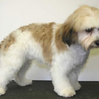 Yew Tree Dog Grooming - Pet Groomers Near Me - Manchester, XGM Yew Tree Dog Grooming - Pet Groomers Near Me - Manchester, XGM