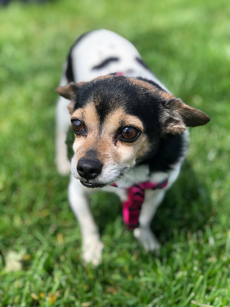 YGNACIO ANIMAL HOSPITAL Updated August 2024 30 Photos & 129 Reviews